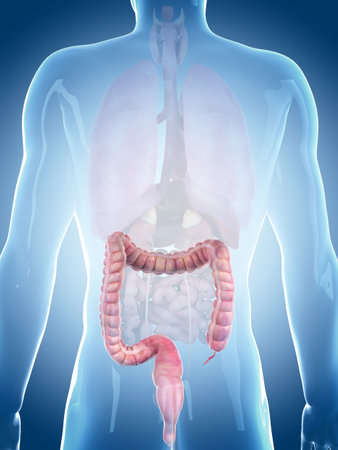 medically accurate illustration of the large intestine