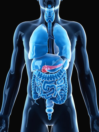 medically accurate illustration of the pancreas