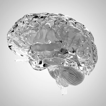 medically accurate illustration of a glas brainの写真素材