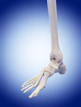 medically accurate illustration of the foot bonesの写真素材
