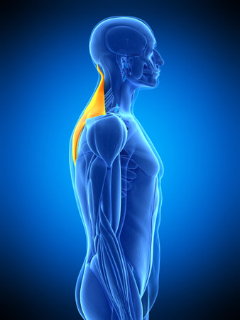 medically accurate illustration of the trapeziusの写真素材
