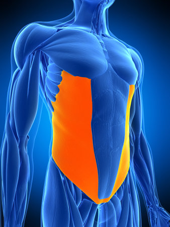 medically accurate illustration of the external obliqueの写真素材