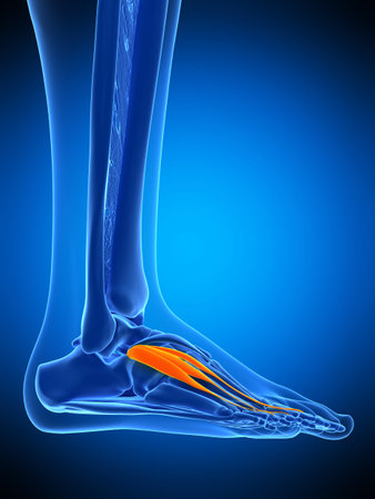 medically accurate illustration of the extensor digitorium brevisの写真素材