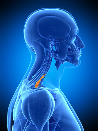 medically accurate illustration of the scalene posteriorの写真素材