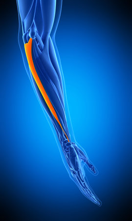 medically accurate illustration of the flexor carpi ulnarisの写真素材