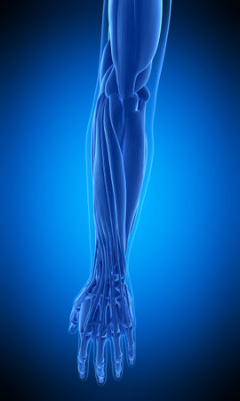 medically accurate illustration of the human arm muscleの写真素材