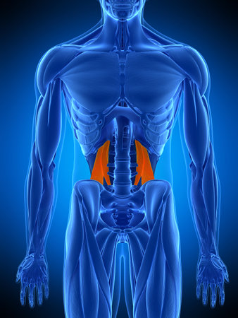 medically accurate illustration of the quadratus lumborumの写真素材