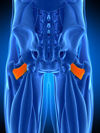 medically accurate illustration of the quadratus femorisの写真素材