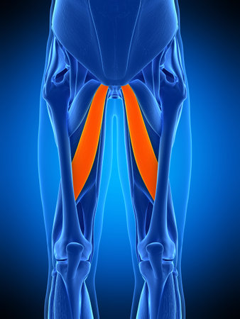 medically accurate illustration of the aducctor longusの写真素材