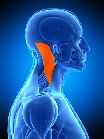 medically accurate illustration of the sternocleidomastoid