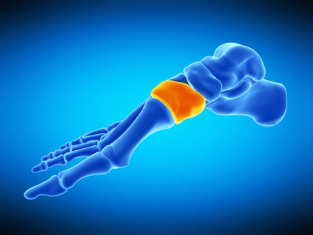 medically accurate illustration of the medial cuneiform boneの写真素材