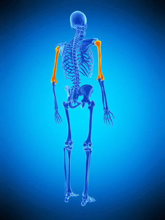 medically accurate illustration of the humerusの写真素材