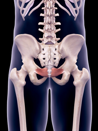 medically accurate illustration of the iliococcygeusの写真素材