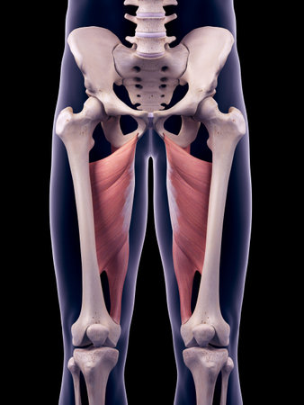 medically accurate illustration of the adductor magnusの写真素材