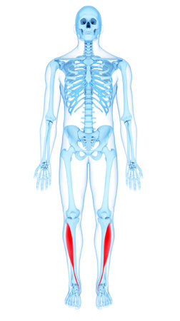 medically accurate illustration of the tibitalis anterior