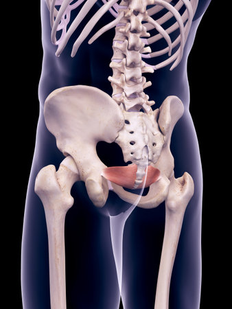 medically accurate illustration of the iliococcygeusの写真素材