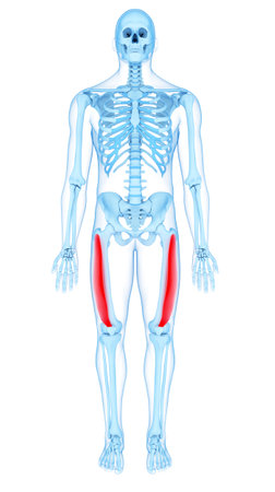 medically accurate illustration of the vastus lateralis