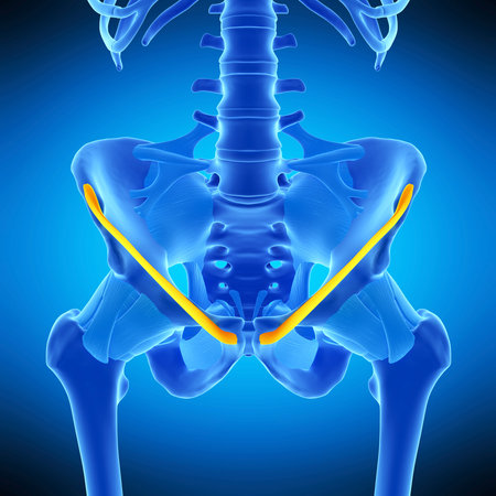 medically accurate illustration of the inguinal ligamentの写真素材