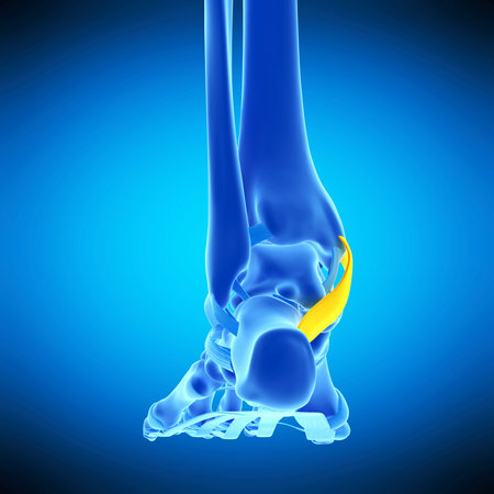 medically accurate illustration of the flexor retinaculumの写真素材