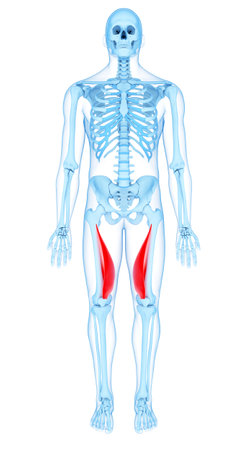 medically accurate illustration of the vastus medialisの写真素材