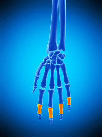 medically accurate illustration of the middle phalanges bonesの写真素材