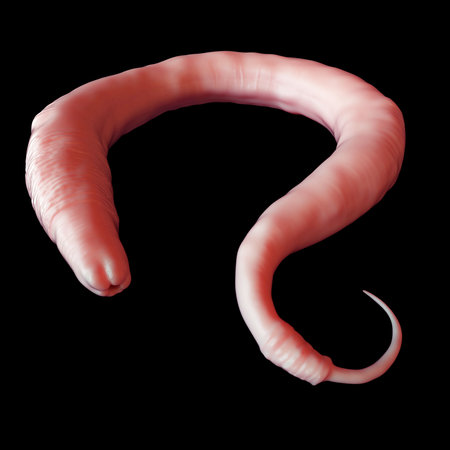 medically accurate illustration of the elegans wormの写真素材