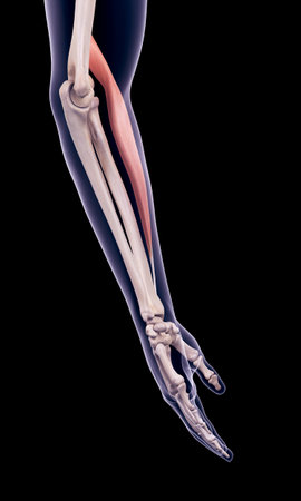 medically accurate illustration of the brachioradialisの写真素材