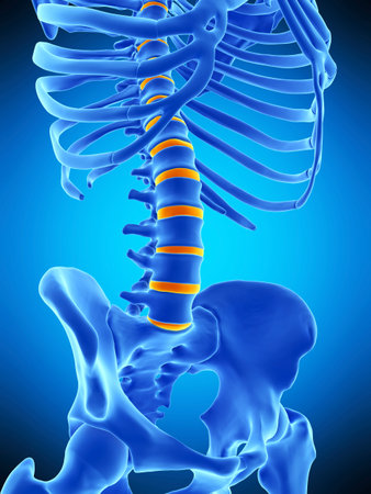 medically accurate illustration of the intervertebral discs