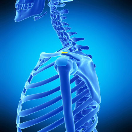 medically accurate illustration of the supra acromion bursaの写真素材