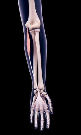 medically accurate illustration of the palmaris longusの写真素材