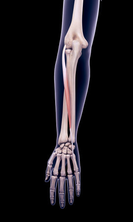 medically accurate illustration of the extensor digiti minimiの写真素材