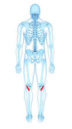 medically accurate illustration of the popliteusの写真素材