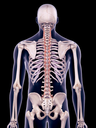 medically accurate illustration of the rotatoresの写真素材