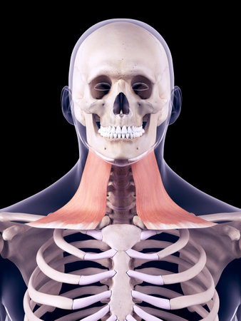 medically accurate illustration of the platysmaの写真素材