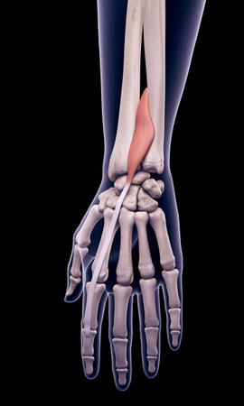 medically accurate illustration of the extensor indicisの写真素材
