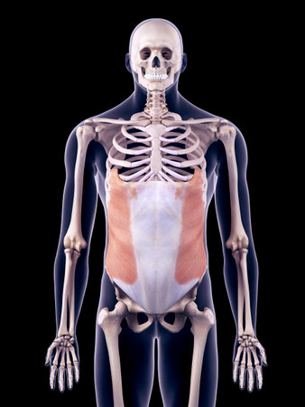 medically accurate illustration of the external obliqueの写真素材