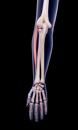 medically accurate illustration of the extensor carpi radialis longusの写真素材