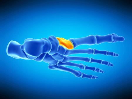 medically accurate illustration of the medial cuneiform boneの写真素材