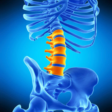 medically accurate illustration of the lumbar spine