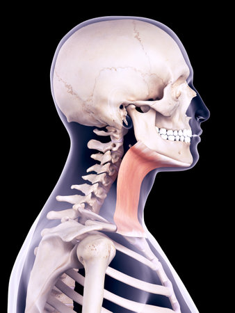 medically accurate illustration of the platysmaの写真素材