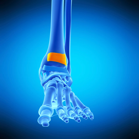 medically accurate illustration of the superior extensor  retinaculumの写真素材