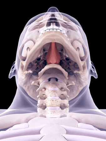 medically accurate illustration of the genioglossusの写真素材