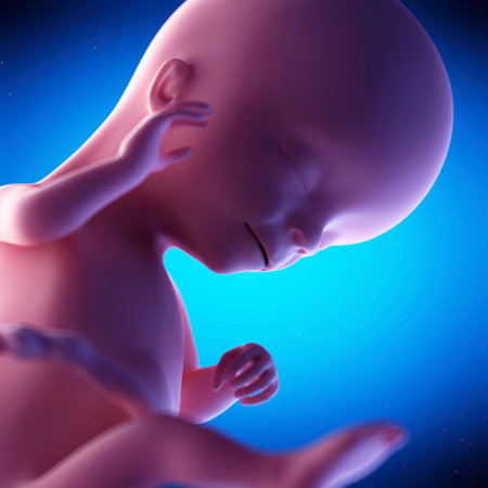 medical 3d animation of a fetus - week 16の写真素材