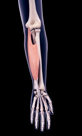 medically accurate illustration of the flexor digitorum superficialisの写真素材