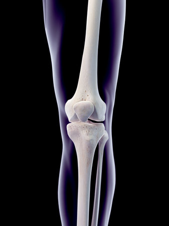 medically accurate 3d illustration of the human kneeの写真素材