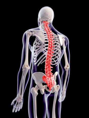 medically accurate 3d illustration of the human spineの写真素材