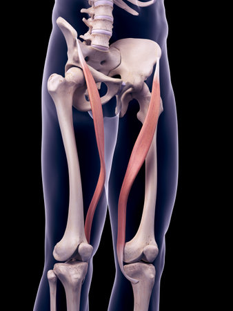medically accurate illustration of the satorius