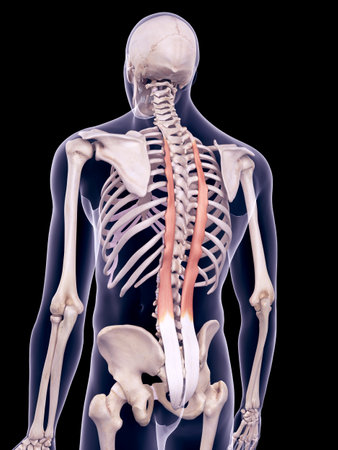 medically accurate illustration of the longissimus thoracicの写真素材