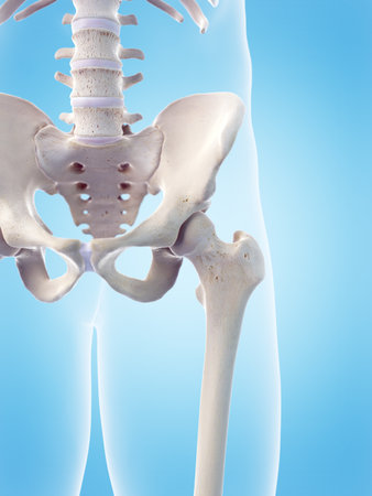 medically accurate 3d illustration of the human hipの写真素材