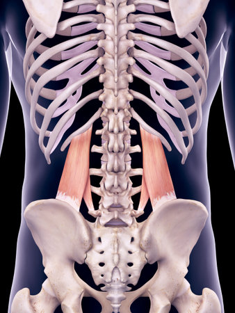 medically accurate illustration of the quadratus lumborumの写真素材